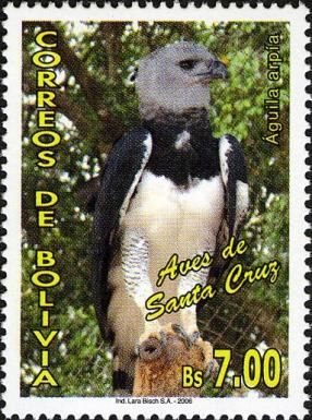 Harpy Eagle (Harpia harpyja)