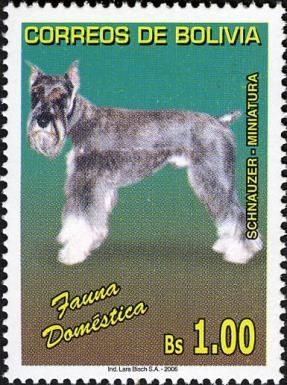 Schnauzer (Canis lupus familiaris)