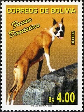 German Boxer (Canis lupus familiaris)