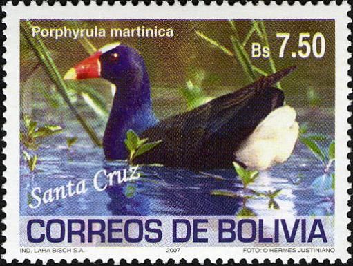 Purple Gallinule (Porphyrula martinica)