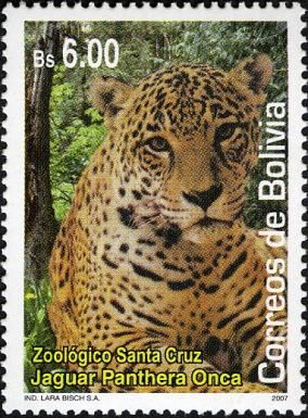 Jaguar (Panthera onca)