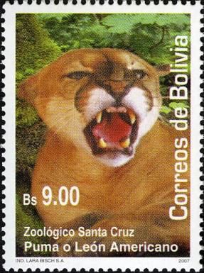 Cougar (Felis concolor)