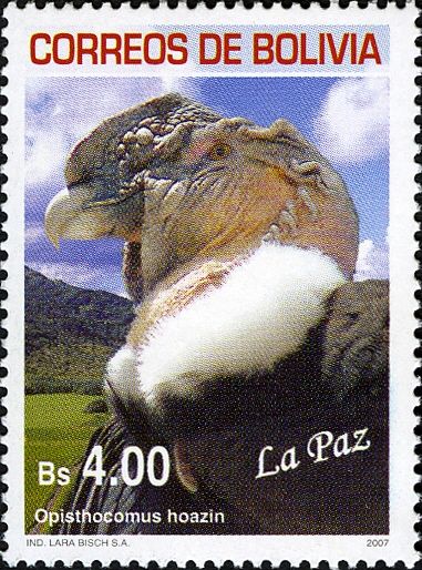 Hoatzin (see Description)