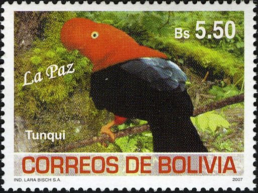 Andean Cock-of-the-rock (Rupicola peruvianus)