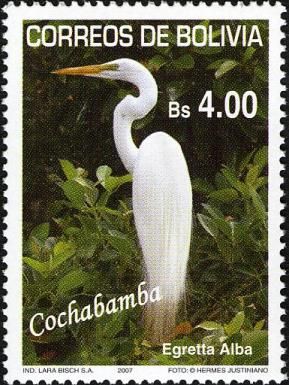 Great White Egret (Egretta alba)