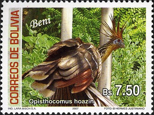Hoatzin (Opisthocomus hoazin)