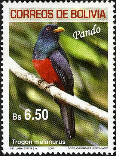 Black-tailed Trogon (Trogon melanurus)