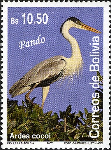 Cocoi Heron (Ardea cocoi)