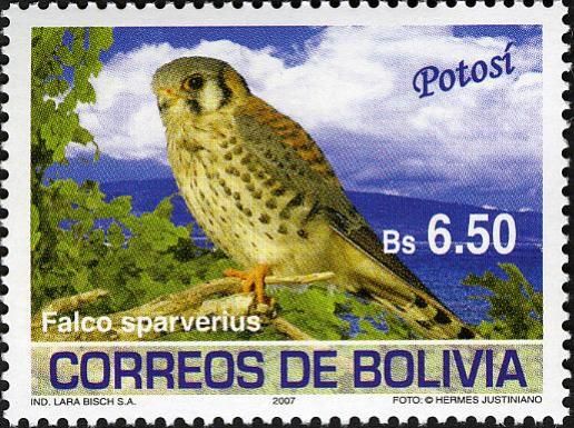 American Kestrel (Falco sparverius)