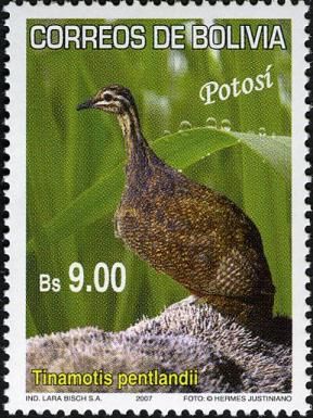 Puna Tinamou (Tinamotis pentlandii)
