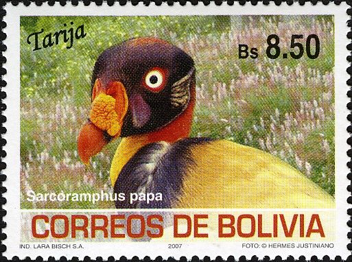 King Vulture (Sarcoramphus papa)