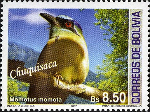 Amazonian motmot (Momotus momota)