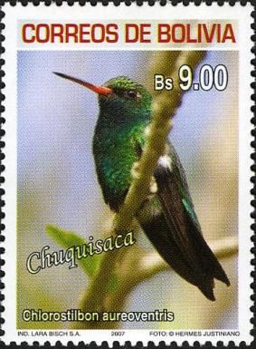 Glittering-bellied Emerald (Chlorostibon aureoventris)