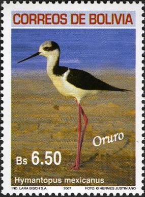 Black-necked Stilt (Himantopus mexicanus)