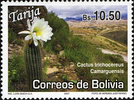 Trichocereus camarguensis