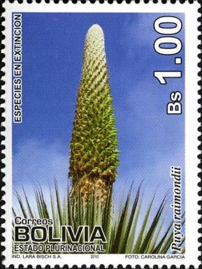 Puya raimondii