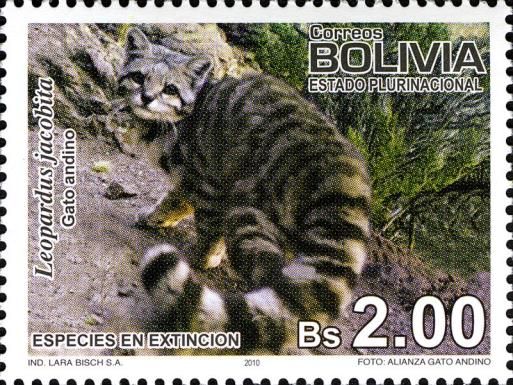 Andean Mountain Cat (Leopardus jacobita)