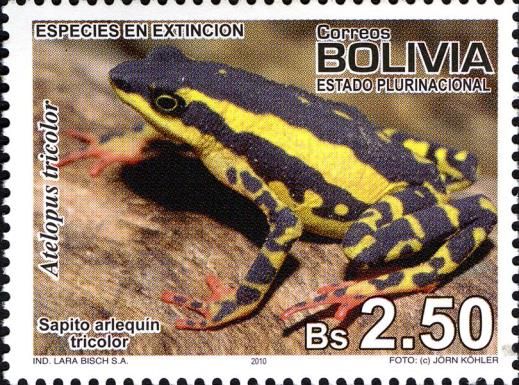 Three-colored Harlequin Toad (Atelopus tricolor)