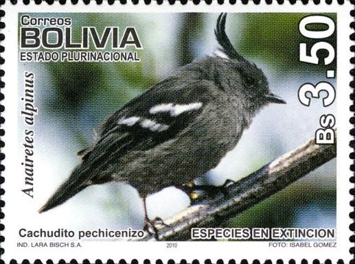 Ash-breated Tit-tyrant (Anairetes alpinus)