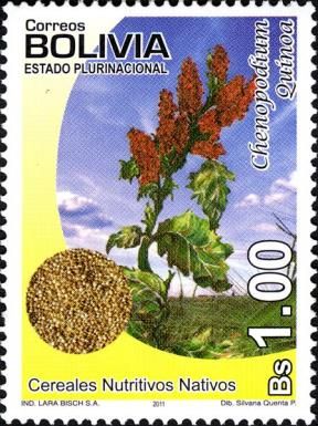 Chenopodium quinoa