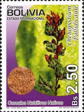 Chenopodium pallidicaule