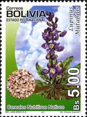 Lupinus mutabilis