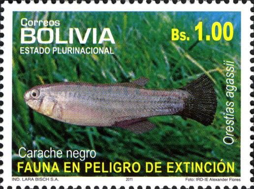 Pupfish (Orestias agassizii)