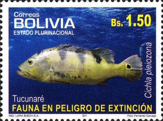 Lake Gatun Peacock (Cichla pleiozona)