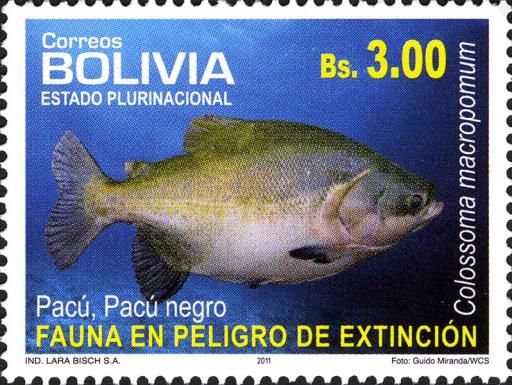 Tambaqui (Colossoma macropomum)