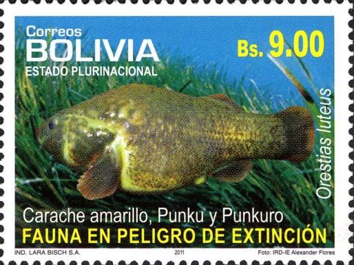 Pupfish (Orestias luteus)