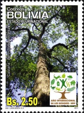 Bertholletia excelsa