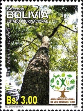 Swietenia macrophylla