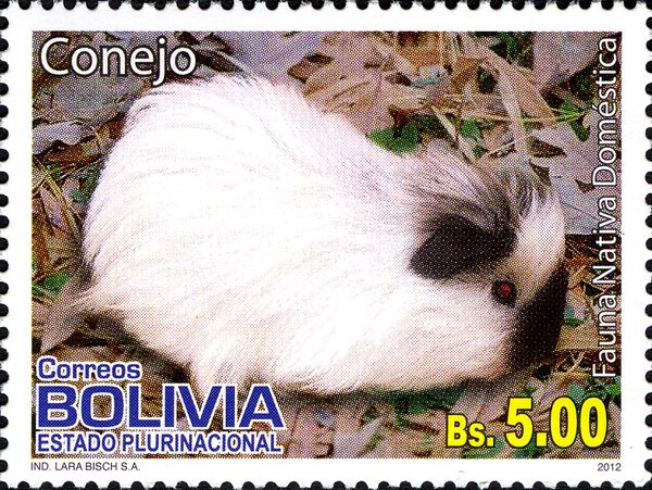 Rabbit (Oryctolagus cuniculus forma domestica)