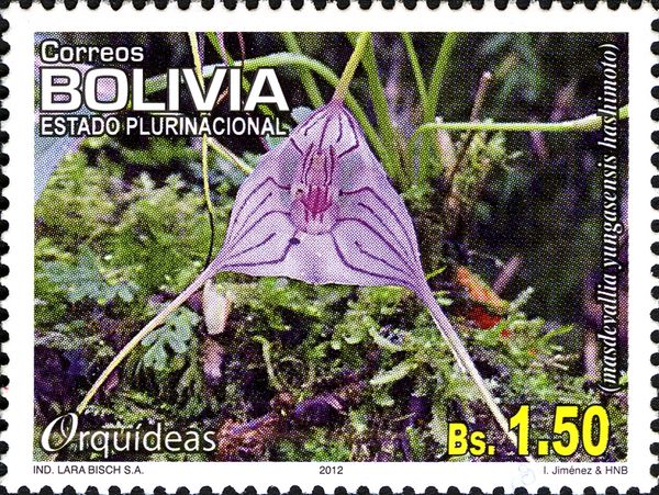 Masdevallia yungasensis