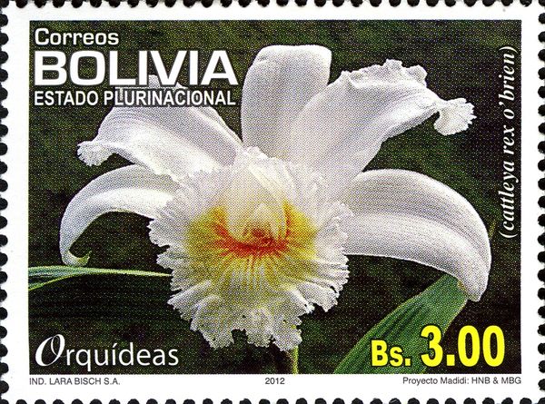 Cattleya rex