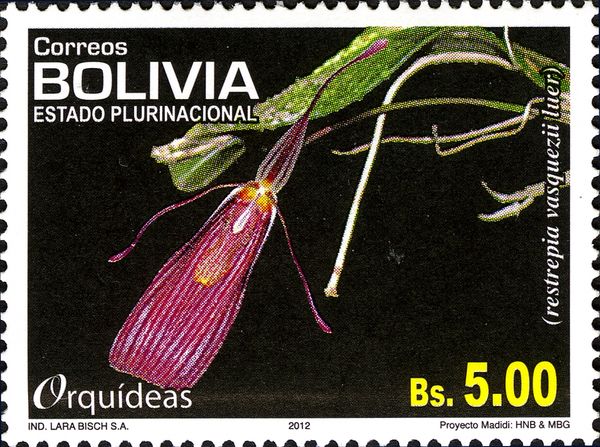 Restrepia vasquezii