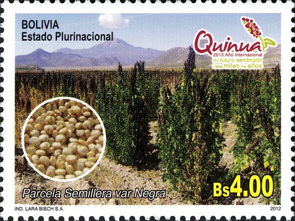 Quinoa Plantation