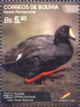 Horned Coot (Fulica cornuta) (see Description)