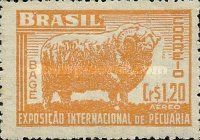 Merino Sheep (Ovis ammon aries)