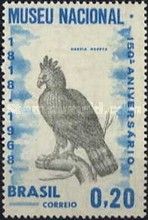Harpy Eagle (Harpia harpyja)
