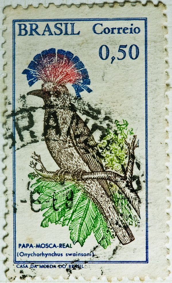 Royal Flycatcher (Onychorhynchus swainsoni)