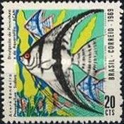Angelfish (Pterophyllum scalare)