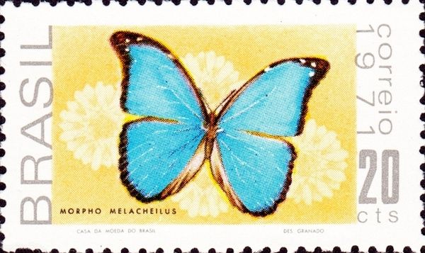 Menelaus Blue Morpho (Morpho menelaus)