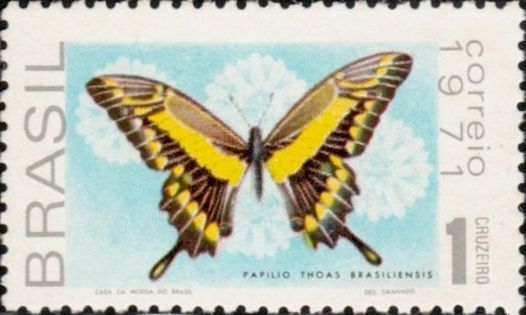 King Swallowtail (Papilio thoas brasiliensis)