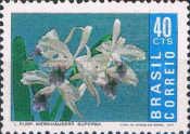 Cattleya purpurata var. werkhauserii