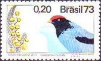 Swallow-tailed Manakin (Chiroxiphia caudata), Acacia decurre