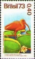 Eudocimus ruber and Victoria regia