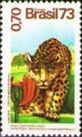Jaguar (Panthera onca)