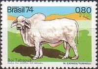 Hornless Tabapuã Cattle (Bos primigenus taurus)