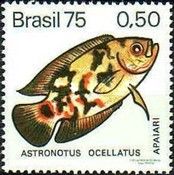 Tiger Oscar (Astronotus ocellatus) 